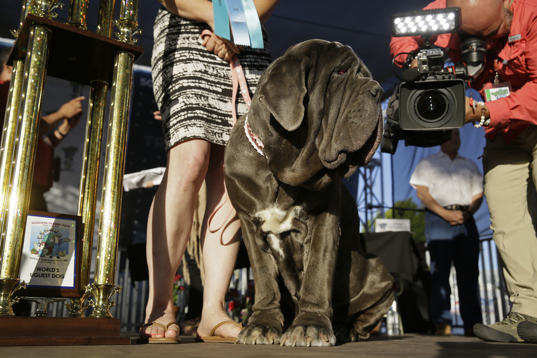 World's Ugliest Dog